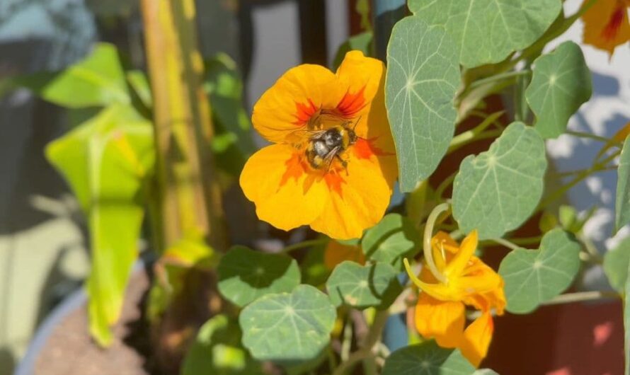 10 bienenfreundliche Pflanzen für Balkon und Terrasse