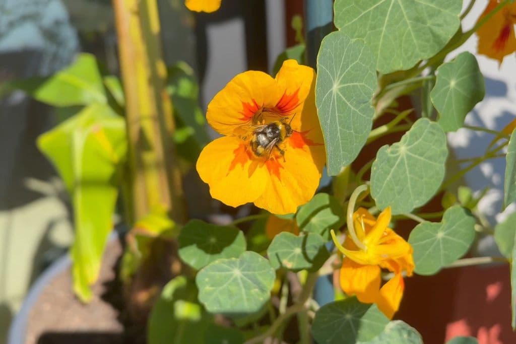 10 bienenfreundliche Pflanzen