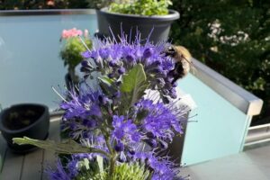Bienenfreundliche Balkonpflanzen