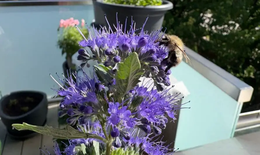 10 bienenfreundliche Pflanzen für Balkon und Terrasse