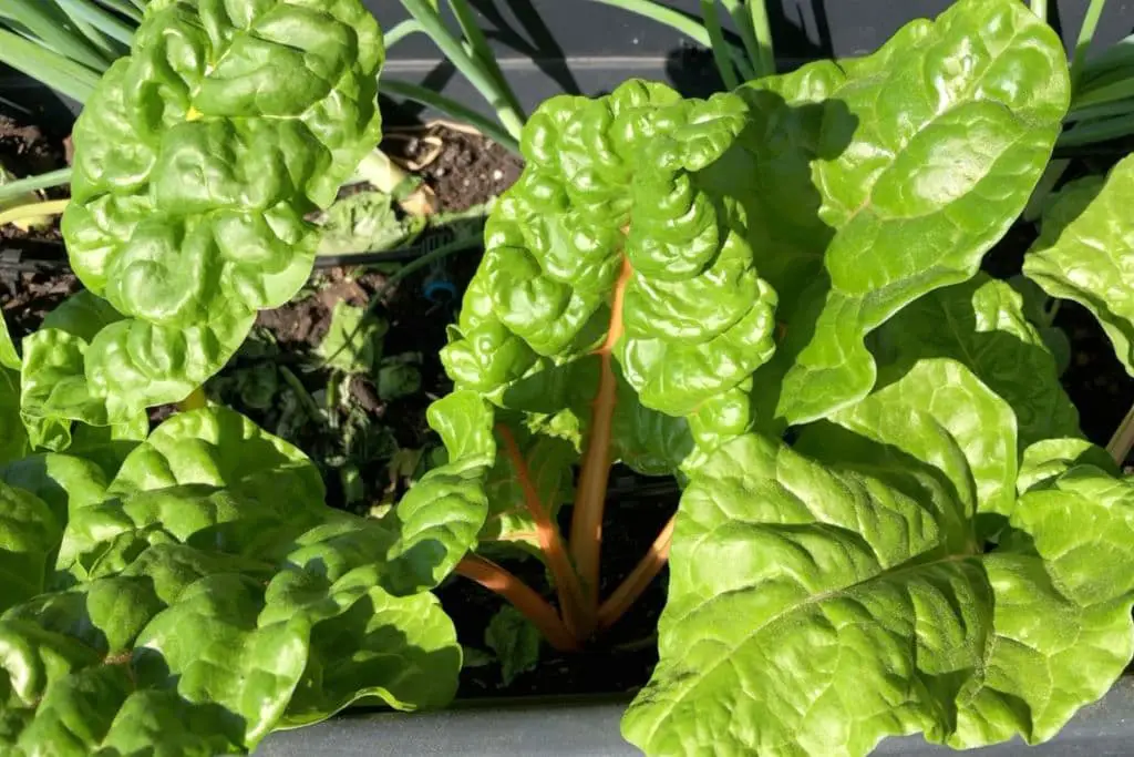 Mangold – farbenfrohes Gemüse für Herbst und Winter