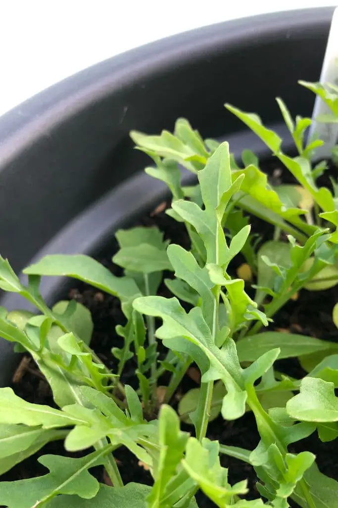 Rucola – würziges Blattgemüse für den Winter