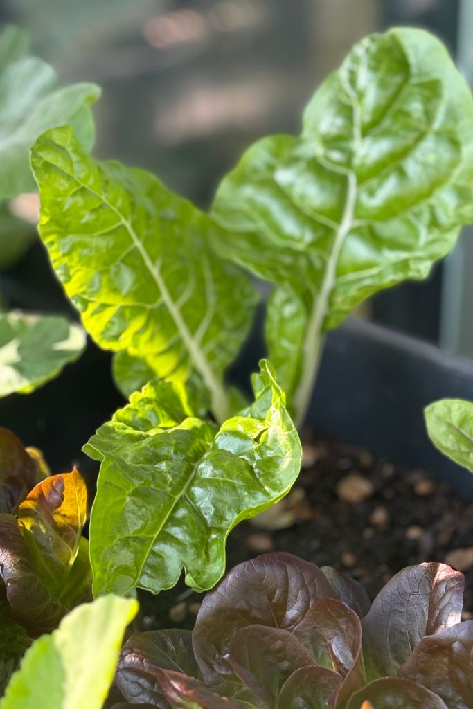 Gemüse, die du im Frühjahr auf dem Balkon anbauen kannst: Mangold