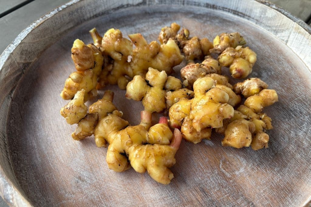 Ingwer im Topf anbauen: Ingwer Ernte