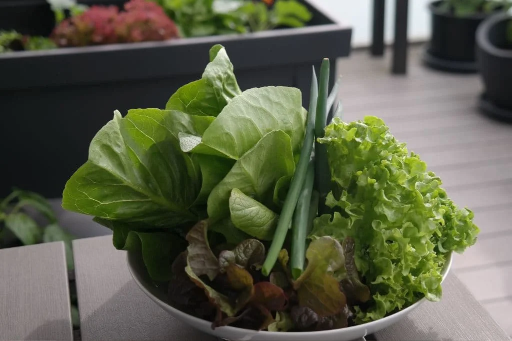 Salat auf dem Balkon anbauen